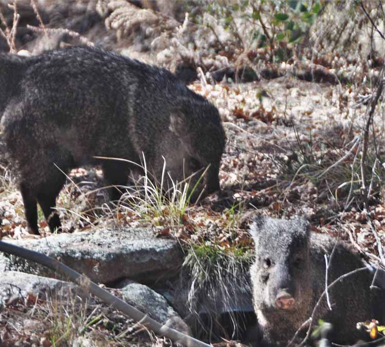 javelinas